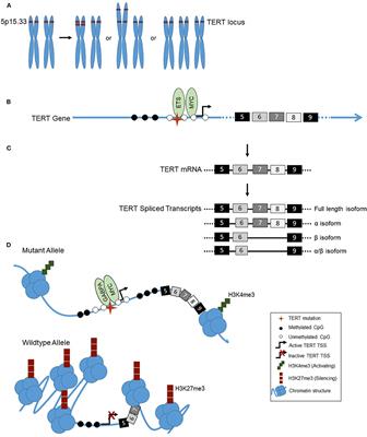 Telomerase Reverse Transcriptase (TERT) Regulation in Thyroid Cancer: A Review